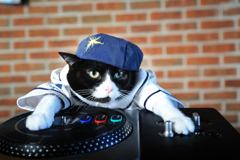 house, hip, EDM, domestic animals, brick, wall, jockey, J, feline, pop, focus on foreground, Disco, domestic, close-up, electro, whisker, Dubstep, cat