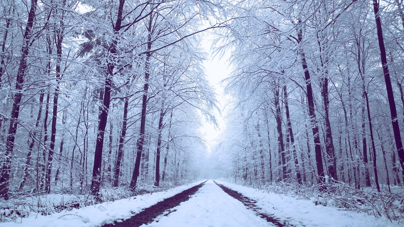 nature, Pureview, frost, WP, outdoors, Schleswig-Holstein, 2K, Pro, Wald, in between, cold - Temperature, road, tree, Microsoft, weather, landscape, woodland