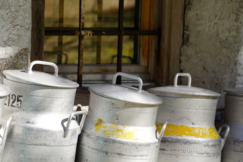 industry, window, variation, milk container, gray, cheese dairy, indoors, cow, day, nature, dairy, domestic room, yellow, 5K, metal, milk production, agriculture
