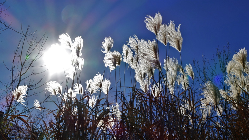 tree, bright, growth, ray, plant, light, autumn, sparkle, beauty in nature, flare, sunbeams, dry, sunlight, lens flare, white, solar, land, african, 5K
