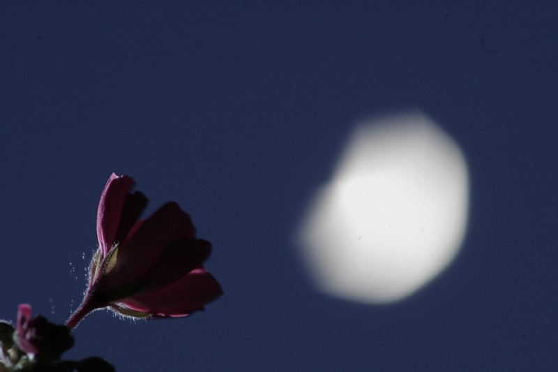 no people, star background, scene, planet, night sky stars, night, vulnerability, flowering plant, halloween, photography, focus, red, astronomy, night sky