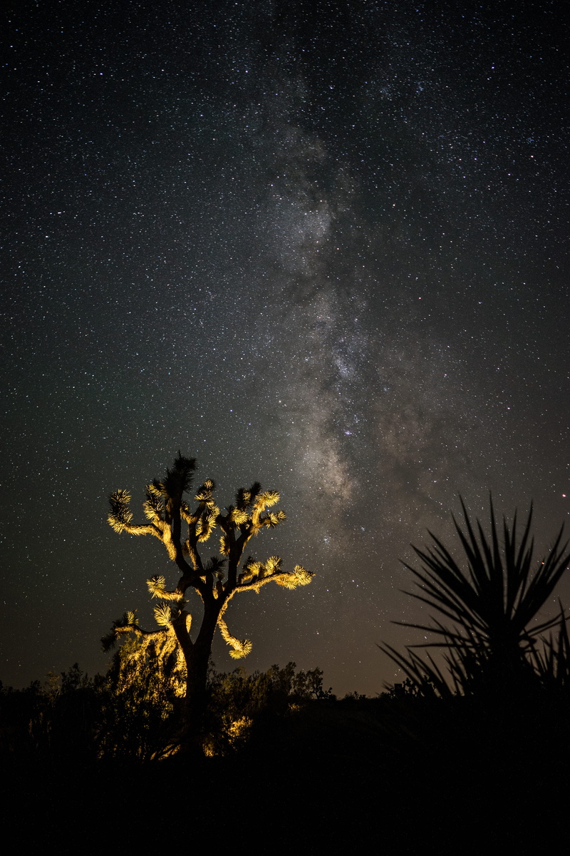 green, wooden, low angle view, time, cactus, space, landscape, Right Place right time, nightm, moon, surrounded, scenics - nature, silhouette, leafed, star