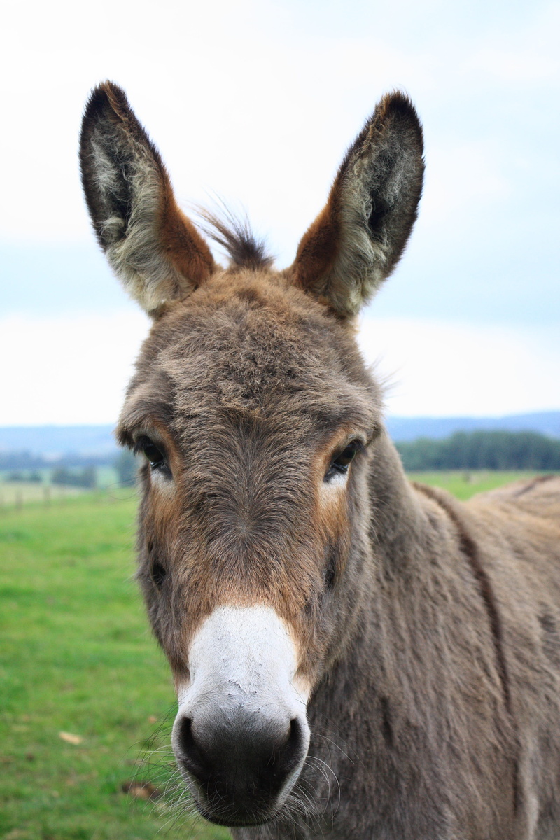 donkey, gray donkey, donkey head, mammal, land, looking at camera, animal head, animal, sky, animal body part, photo, 4K, livestock, lelkendorf, outdoors