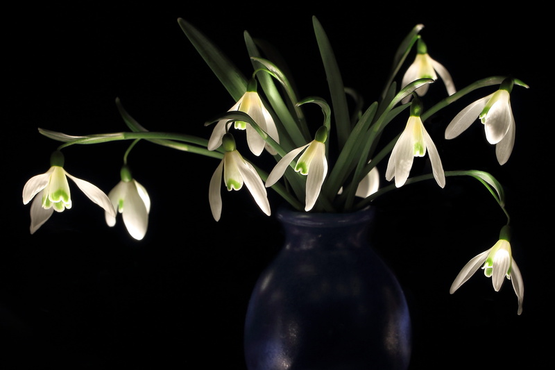 bethlehem, close-up, indoors, garden, 4K, outdoor, studio shot, nature, fragility, spring, lowkey, leaf, glass, close, lzb, flower, snowdrop spring, star