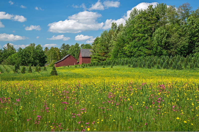 flowers, trees, Bethlehem, home, 1080P, meadow, New Hampshire
