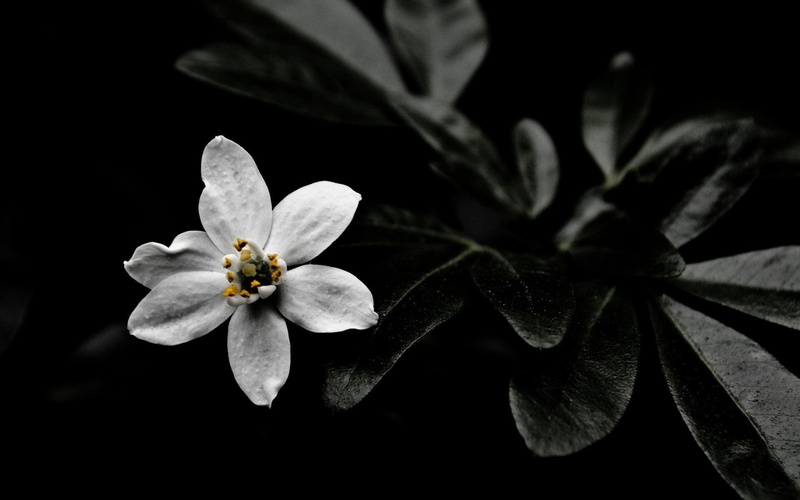 1920x1200, flowers, star-of-bethlehem, 1080P, star, flower, petal, bethlehem, white