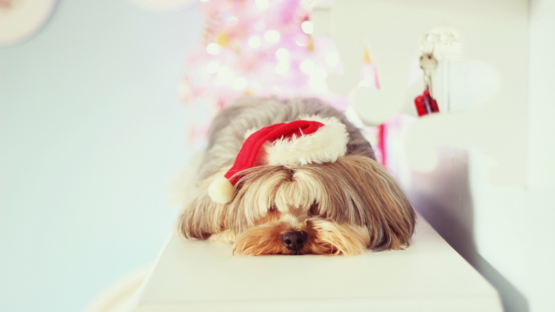 hair, domestic animals, santa hat, one animal, no people, focus on foreground, mammal, small, holiday, animal, christmas, vertebrate, pets, domestic, celebration