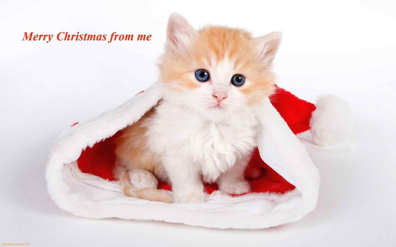 picture, christmas, cat, 1080P, animals, merry christmas, cute, merry