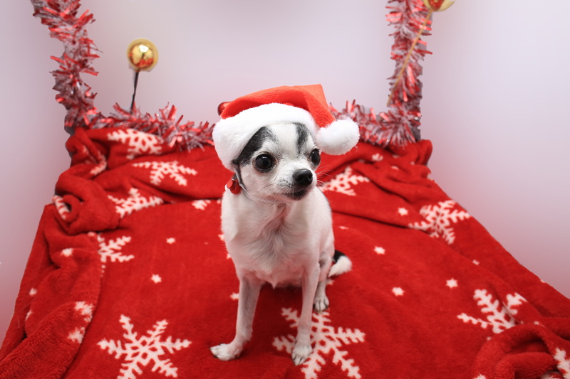 cute, pampered pets, sitting, small, dog, purebred dog, domestic, dogs, portrait, red, animal, celebration, pets, chihuahua - dog, december, holiday, 5K