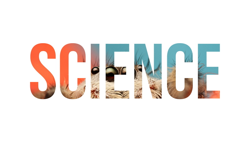 insect, cut out, digital composite, communication, indoors, 4K, message, still life, science, reflection, nature, text, letter, western script, single word
