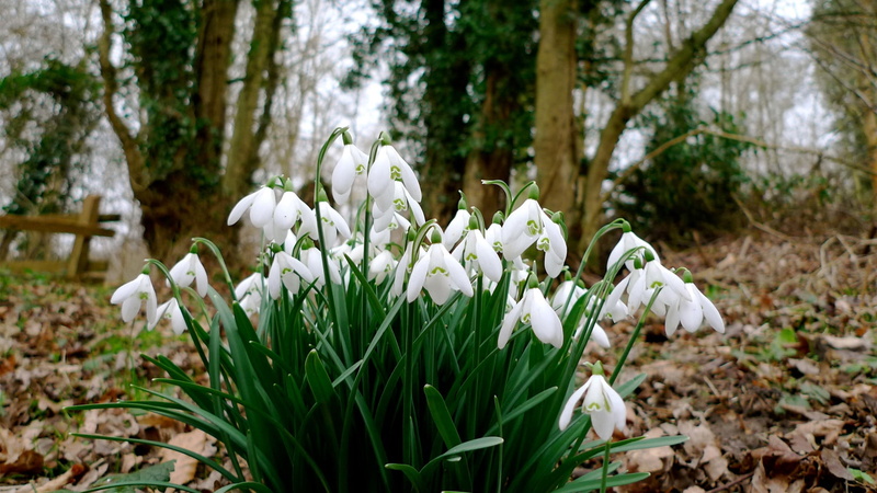 green Color, fragility, land, tulip, vulnerability, close-up, beauty In Nature, petaled, yellow, springtime, outdoors, forest, 1080P, white, spring, day