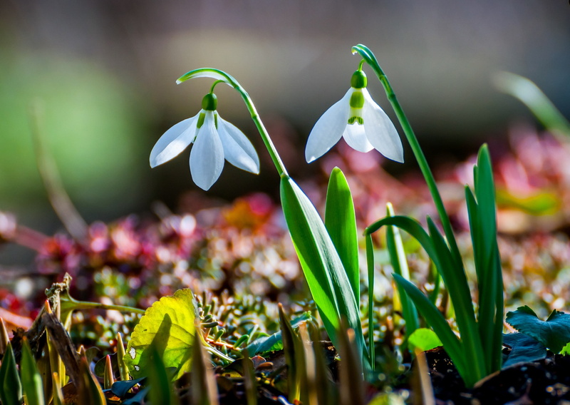 two, spring, white, snowdrop, flowers, Nature, 2K