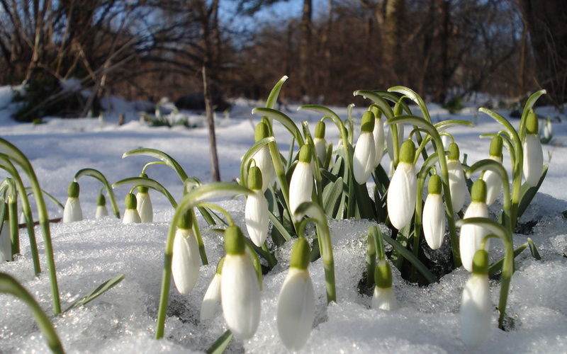 winter, day, green color, season, white, ice, flower, outdoors, heat, land, beauty In Nature, white color, nature, snowdrop, plant, close-up, snowdrops
