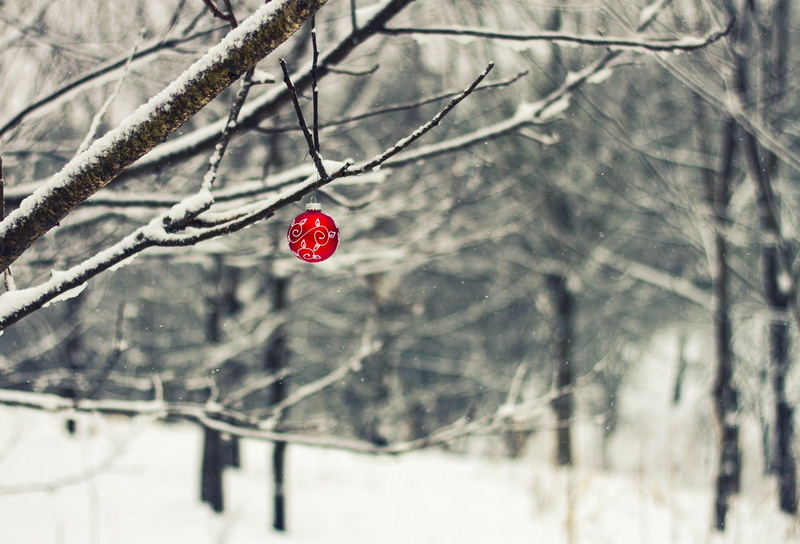 tree, branch, floral, land, close-up, nature, textile, frozen, food, trees, winter, red, day, 1080P, snow, plant, Christmas ornaments , depth of field