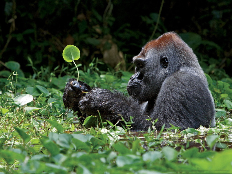mammal, outdoors, black, selective focus, gorilla, animal wildlife, primate, land, animals in the wild, nature, one animal, animals, vertebrate, 720P
