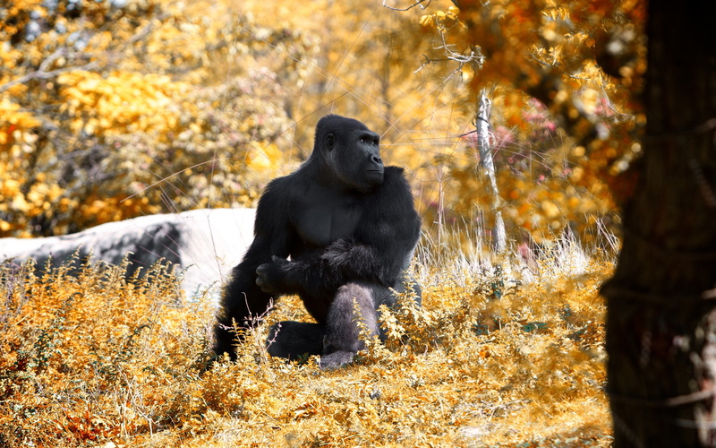 primate, sitting, animals, forest, vertebrate, gorillas, nature, animals in the wild, land, tree, change, 2K, plant, animal wildlife, animal, animal themes
