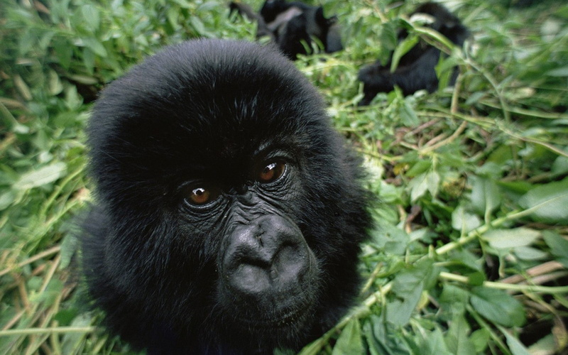 no people, gorillas, animal eye, tropical rainforest, portrait, animals, rainforest, day, ape, animals in the wild, outdoors, mammal, endangered species
