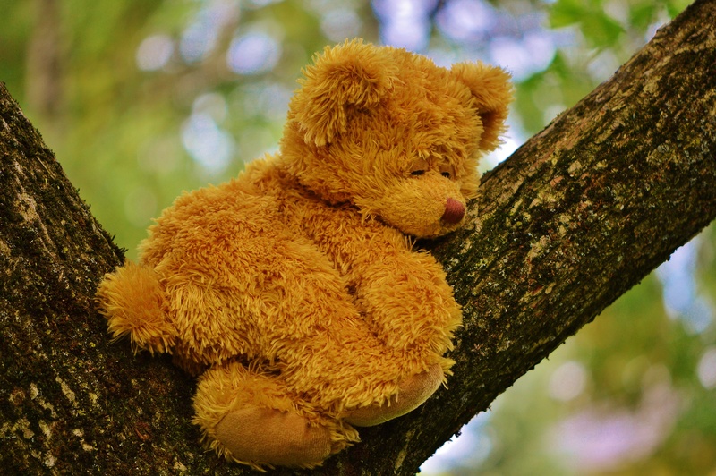 plush, bears, one animal, play, chill out, animal wildlife, nature, teddy, trunk, plant, tree trunk, cute, sleep, soft toy, day, brown, 4K, stuffed toy