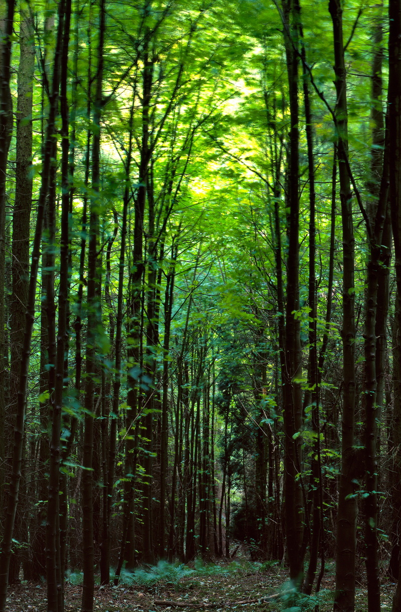 forest, hd, nature, 4K, trippy, art, forests