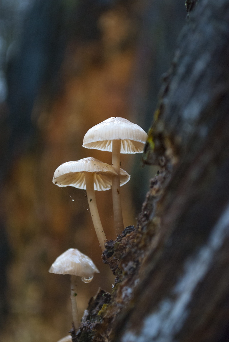 cow, honey bee, arachnid, amanita, close-up, focus on foreground, plant, three, vegetable, mushroom, edible mushroom, bee, den, 4K, outdoors, growth, animal
