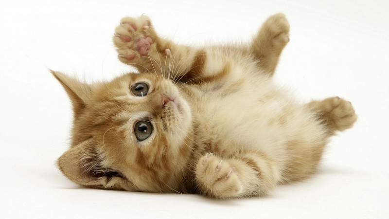 kitten, white background, kittens, no people, domestic cat, cat, animal themes, whisker, domestic animals, baby animals, cute, mammal, pets, portrait, animal eye