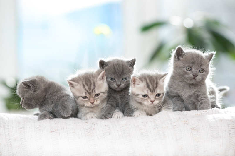 kittens, animals, 2K, baby animals, cat