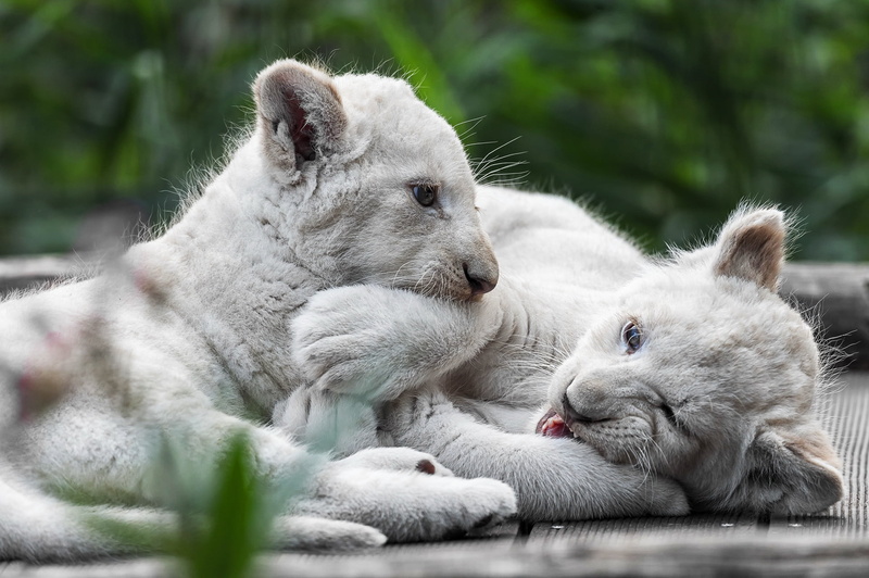 Cats, Wildlife, 1080P, Big Cat, Lion, Baby Animal, White Lion, Cub