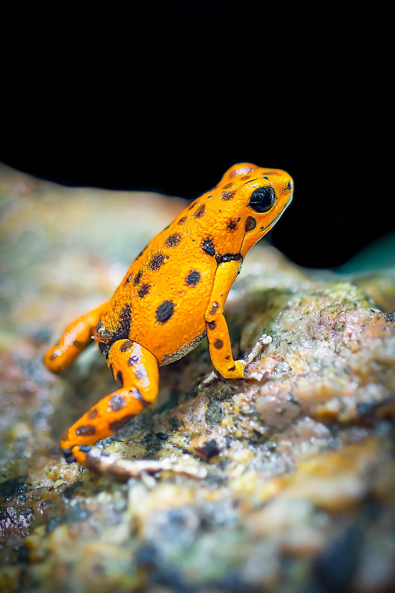 no people, rock - object, eye, outdoors, lizard, nature, animal themes, close-up, black, spotted, exotic, macro, daylight, 2K, orange color, animal wildlife