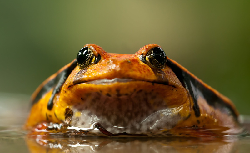vertebrate, cute, water, portrait, wildlife, animal themes, animal wildlife, orange, focus on foreground, green Color, animal Eye, looking, animals In The Wild