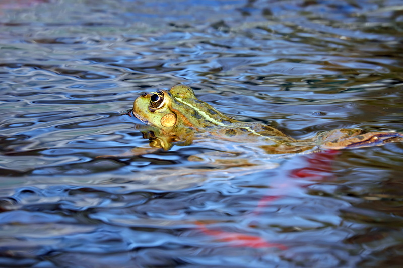 waterfront, amphibians, one Animal, pond, animal themes, animal wildlife, lake, rippled, high angle view, frog, wildlife, 4K, reptile, water, outdoors