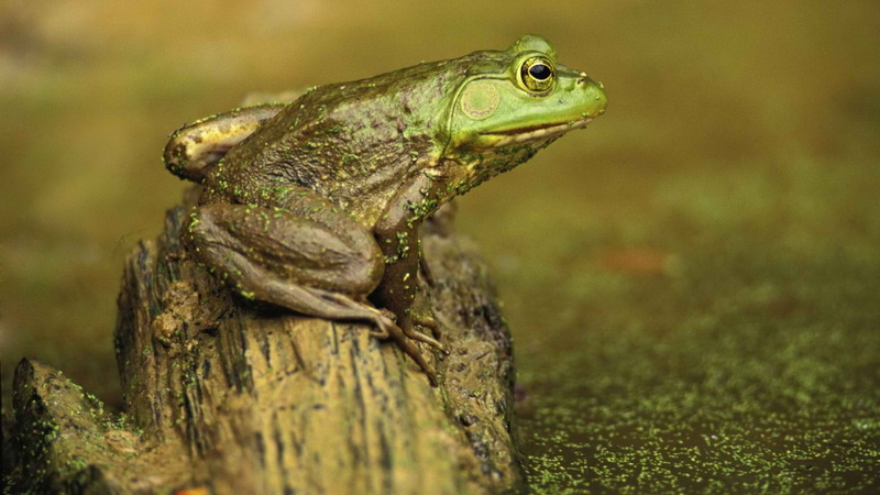 amphibian, frog, tree, forest, wildlife, lizard, nature, amphibians, profile view, selective focus, vertebrate, color, toad, day, 1080P, close-up, plant
