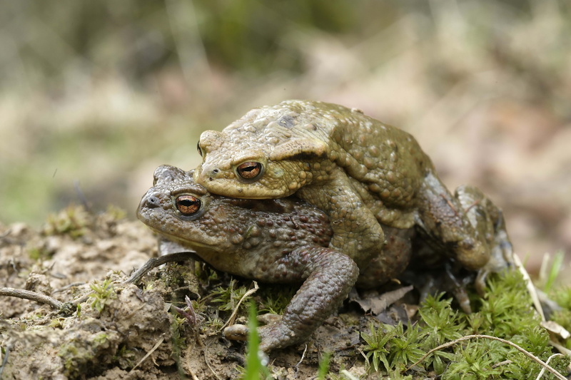 animal, lizard, green Color, plant, one Animal, 5K, amphibians, frogs, animal wildlife, wildlife, vertebrate, macro, animals In The Wild, animal themes