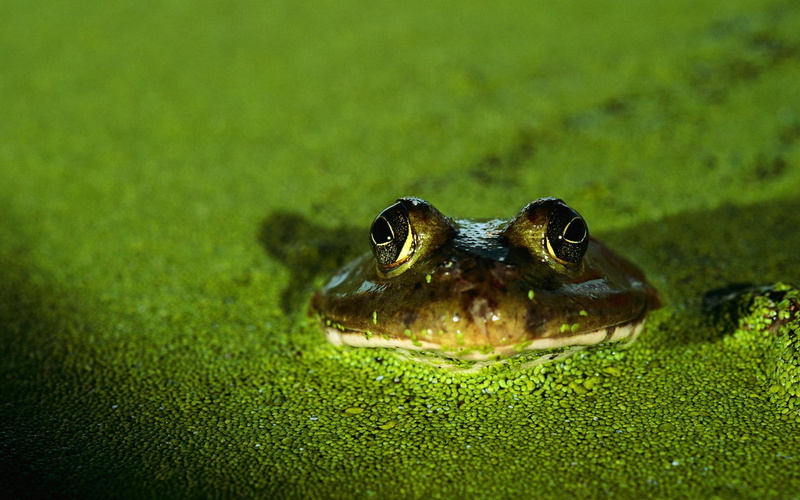 selective focus, outdoors, vertebrate, animal body part, pond, summer, 1080P, brown, frog, animal themes, one animal, swamp, no People, animal wildlife