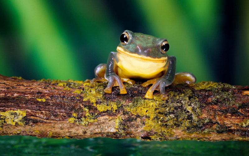 marine, outdoors, frog, amphibian, tropical Climate, small, green Color, tree Frog, wildlife, forest, animal wildlife, selective focus, animals In The Wild