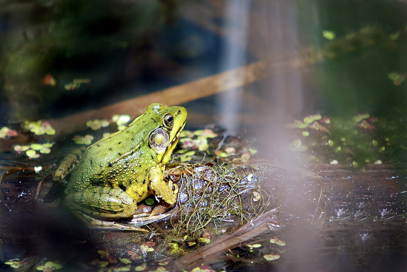 animals In The Wild, close-up, toad, macro, green, green Color, environment, one Animal, leaf, grass, amphibians, outdoors, wildlife, nature, animal themes