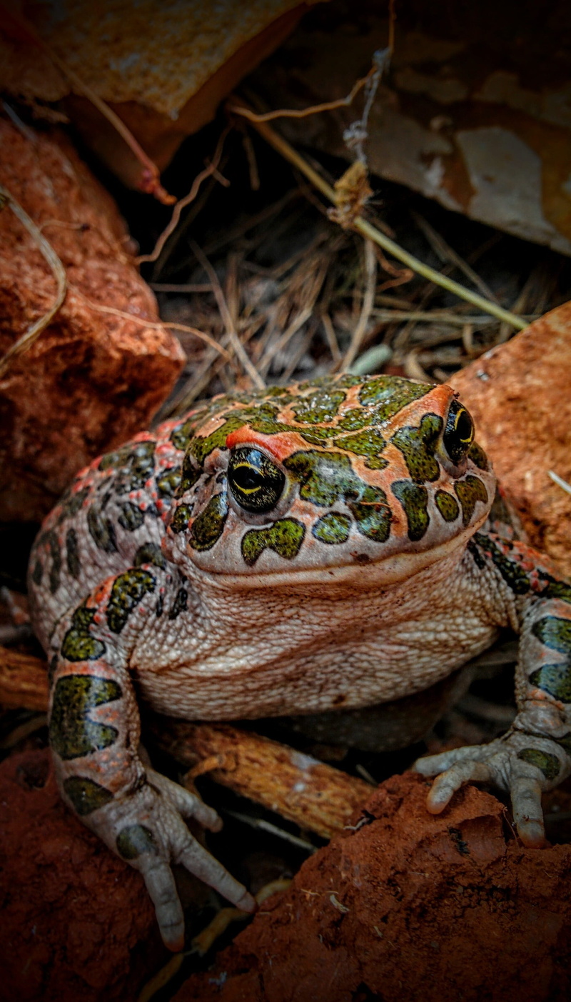 animals in the wild, outdoors, tree, Animal, eye, close-up, day, Nature, amphibia, reptile, macro, small, green, lizard, no people, kermit, Toad, plant