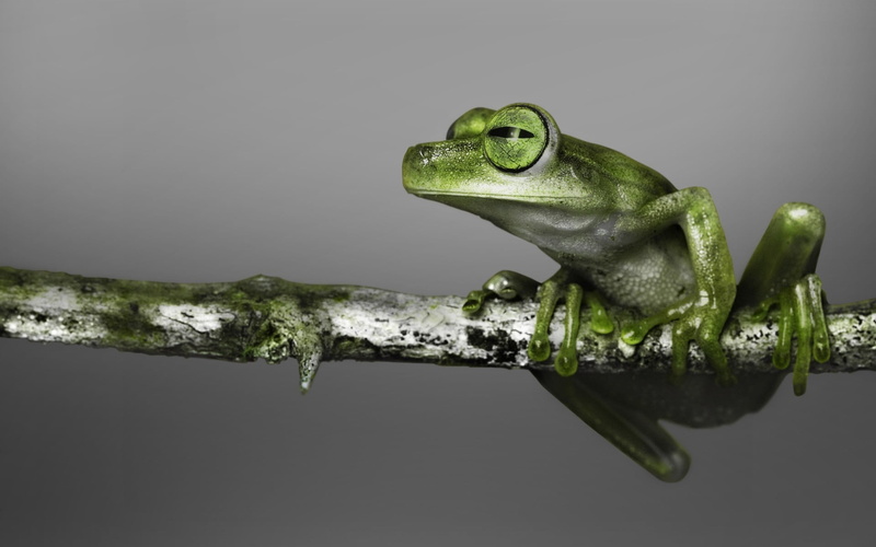 animal head, tropical Rainforest, looking, color, animals In The Wild, animals And Pets, no people, toad, tropical Climate, day, green, small, reptile