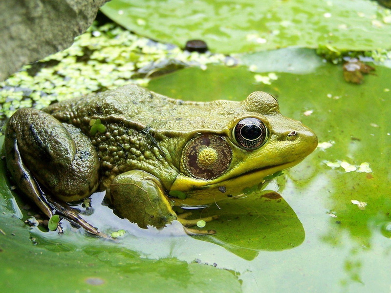 animal themes, frog, macro, mud, amphibians, no people, reptile, day, animal, pond, looking, animals In The Wild, brown, animal wildlife, swamp, amphibian