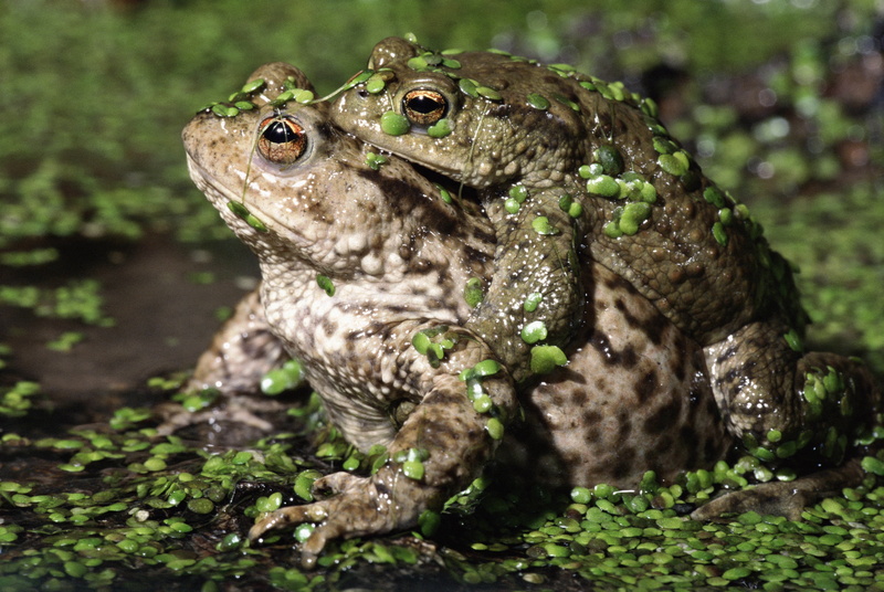 green Color, animal Eye, looking, close-up, couple, frogs, love, no people, vertebrate, one animal, moss, grass, toads, amphibian, 4K, water, day, amphibians