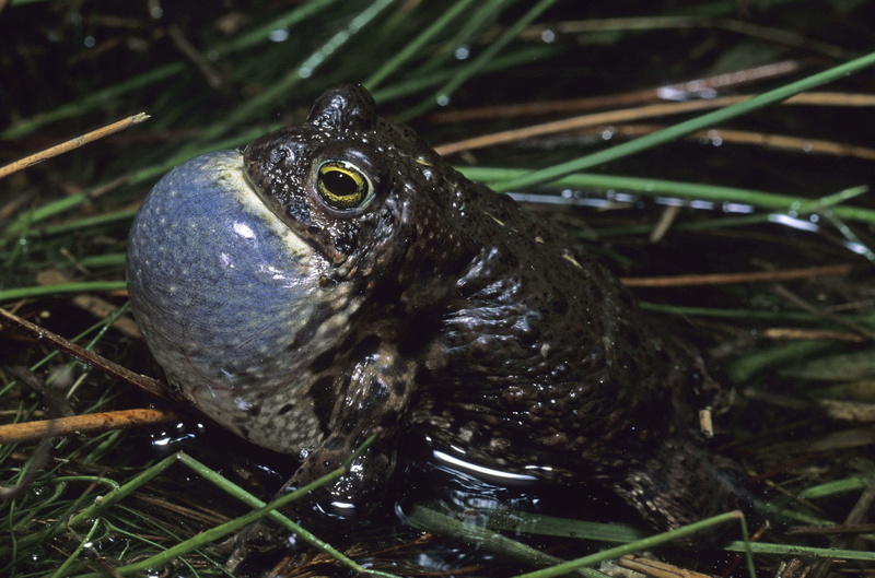 green Color, animal, animal themes, no people, water, black color, wildlife, vertebrate, amphibian, swamp, lake, field, nature, small, black, 5K, animal Eye