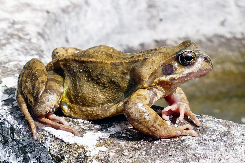 lizard, toad, animal themes, european, close, nature, pet, reptilian, 5K, vertebrate, life, natural, species, close-up, cute, animals, skin, wet, amphibian
