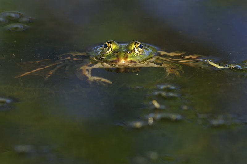 beauty In Nature, animal, pond, no People, swimming, crocodile, macro, animal head, close-up, amphibian, green Color, 5K, one Animal, animal Eye, brown