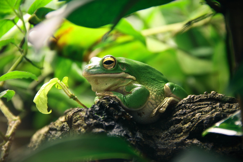 pets, animal themes, branch, tree Frog, small, shade, amphibians, animals In The Wild, tree, green, amphibian, animal wildlife, wildlife, animal head, outdoors