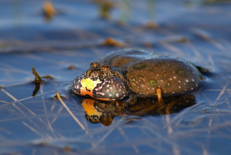 grass, animal head, frog, animal Eye, pond, day, toad, animal themes, one Animal, wildlife, outdoors, animal body part, close-up, amphibians, animals And Pets