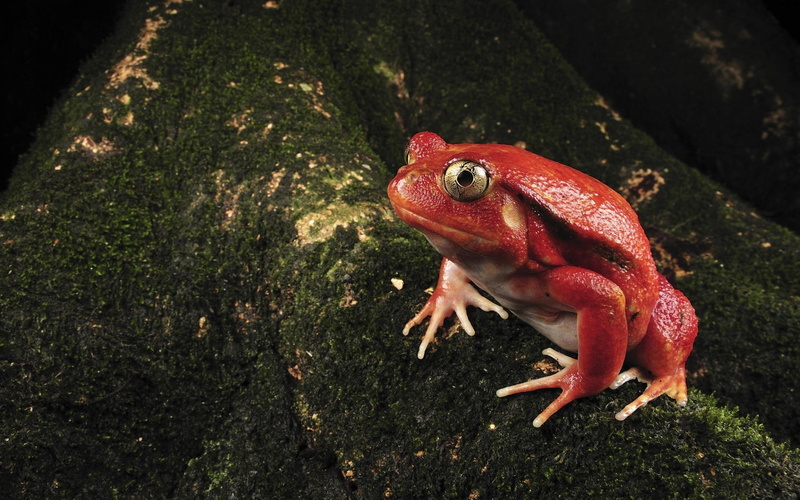 nature, one animal, animals in the wild, looking, amphibians, green Color, wildlife, 1080P, macro, amphibian, focus on foreground, color, frog, moss, no people