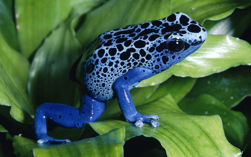 small, close-up, animal, pets, green Color, 1080P, one animal, no people, animal wildlife, toad, animal Eye, living Organism, leaves, focus on foreground