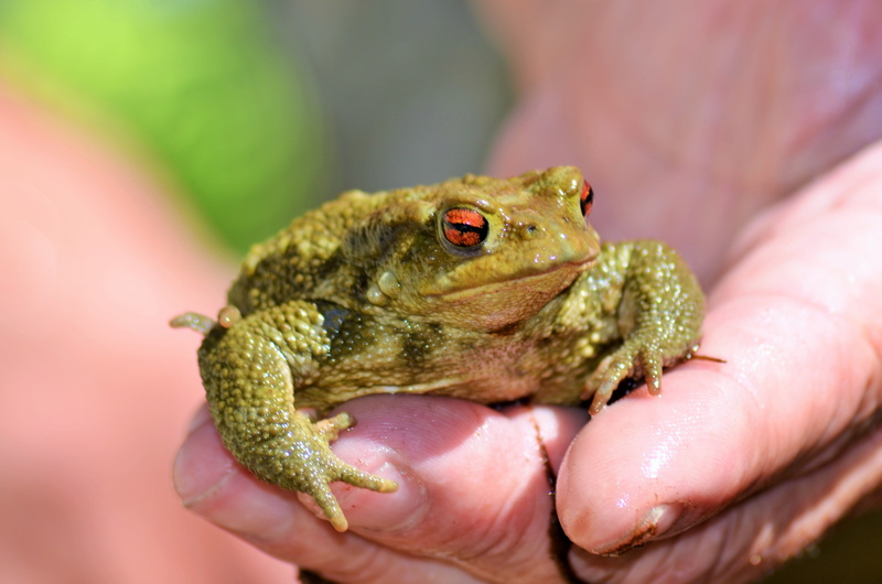 focus on foreground, animal themes, animal wildlife, pet owner, small, green Color, animals And Pets, body part, animal, water plan, animal Eye, Frog, human hand