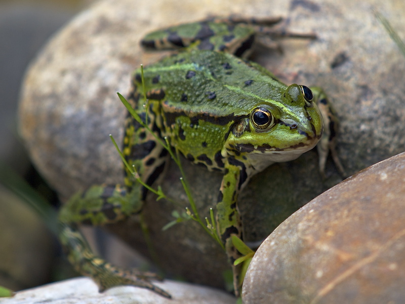 brown, macro, looking, selective focus, no people, leaf, day, animals In The Wild, pond, solid, wildlife, amphibian, animal, lizard, frog, animal scale