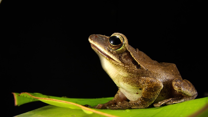 green Color, animal, animal head, night, animal eye, golden eyes, one animal, close, animal body part, brown, plant part, lizard, nature, frog, animals in the wild