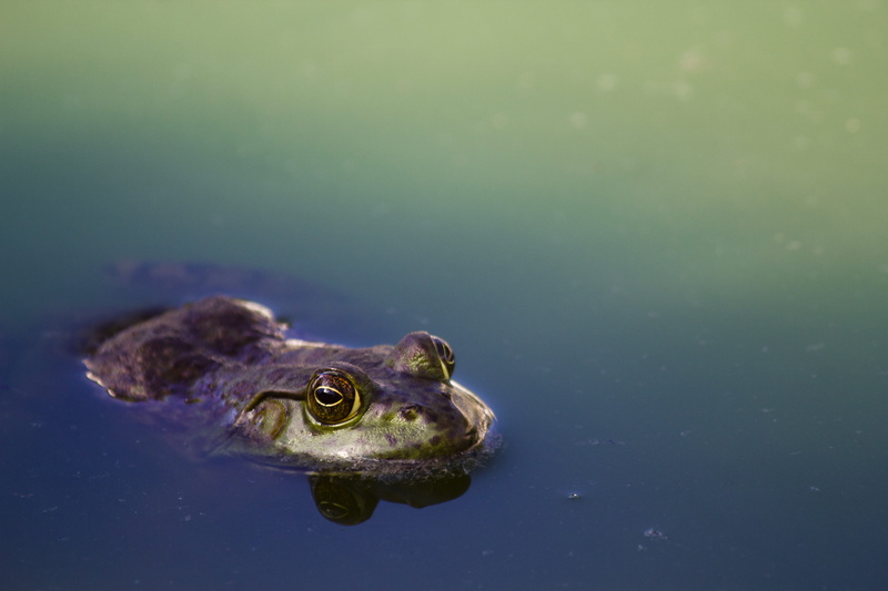 close-up, vertebrate, animal themes, river, water, scum, amphibian, day, partially submerged, brown, frog, one animal, no people, eye, turtle, animal head